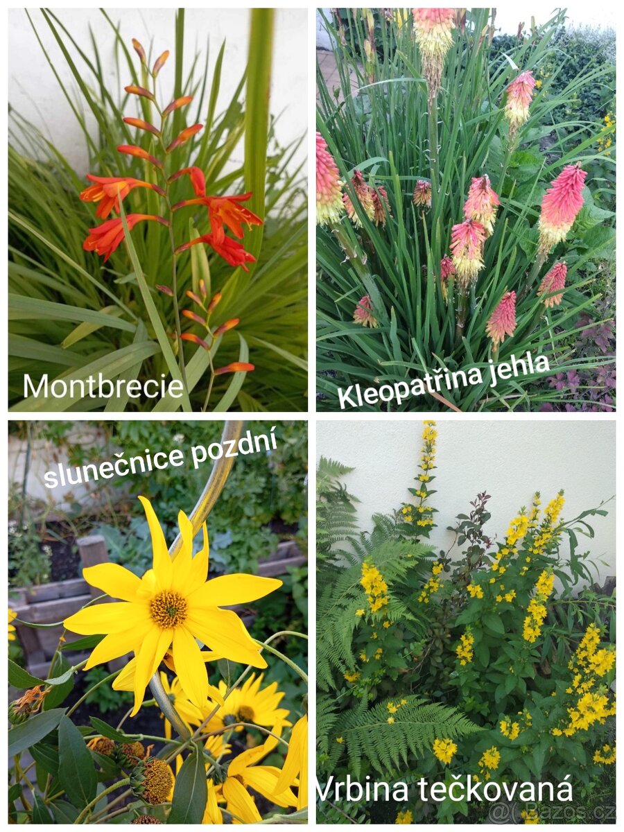 Mix trvalek - vyšší trvalky