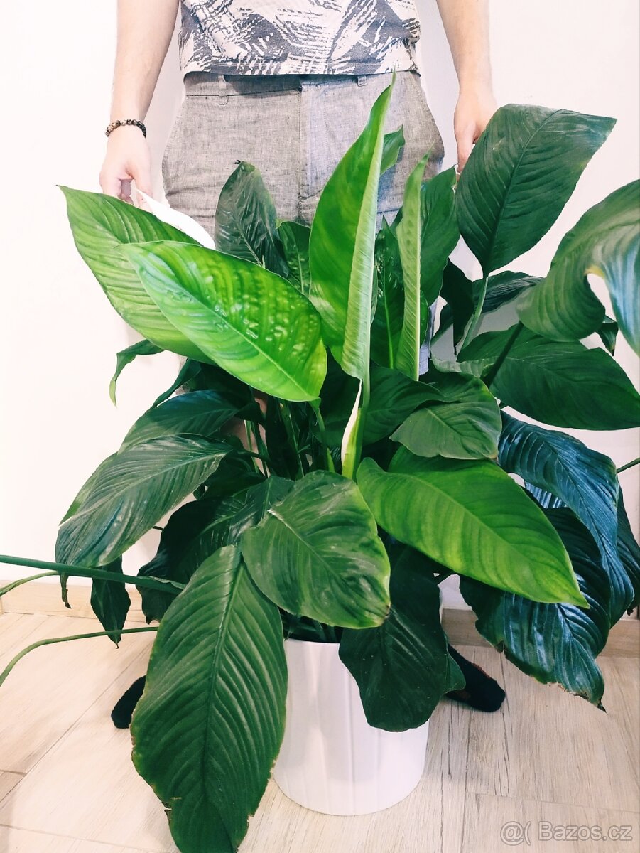 Obří husté Spathiphyllum / Lopatkovec 03