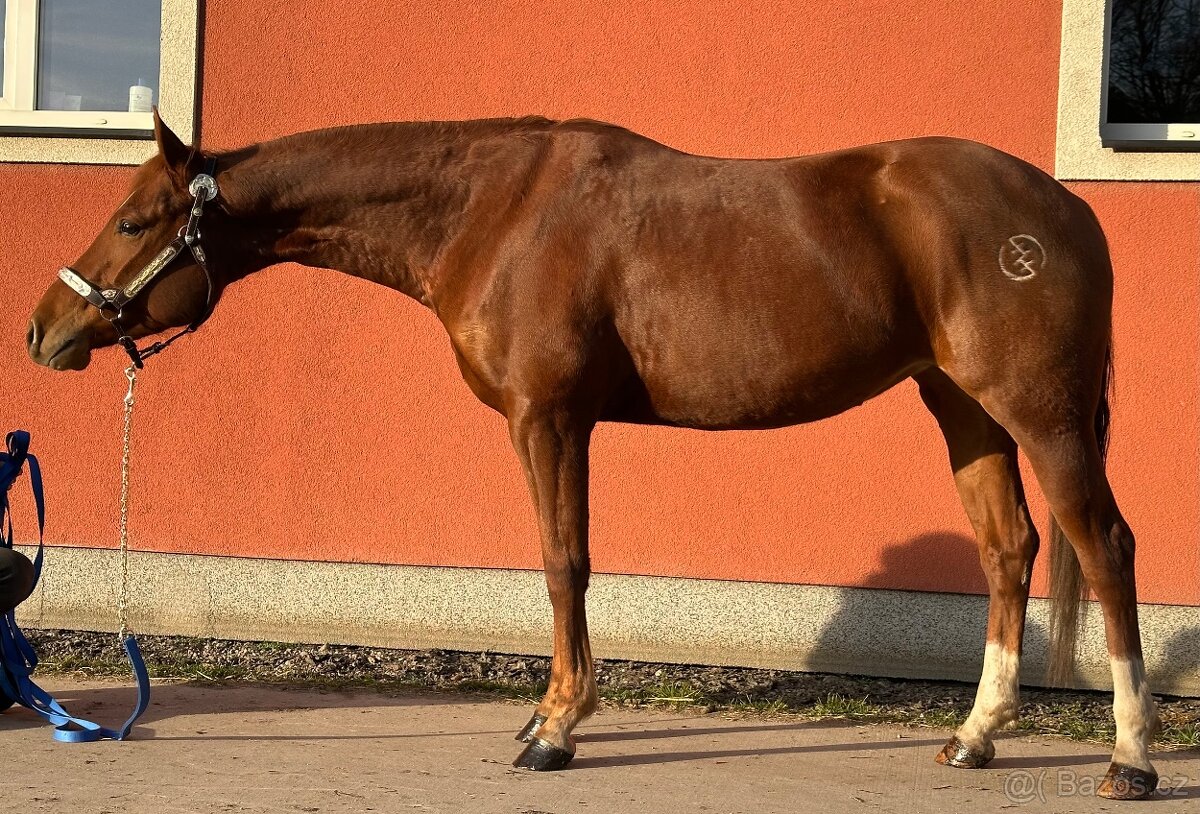 Prodam QH kobylku