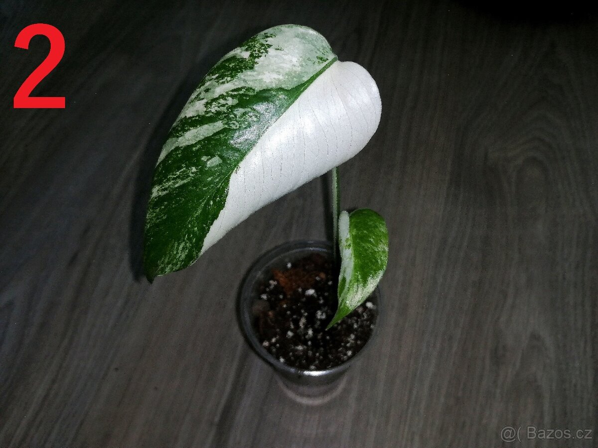 2.Monstera Deliciosa Albo variegata - Krásná menší rostlinka