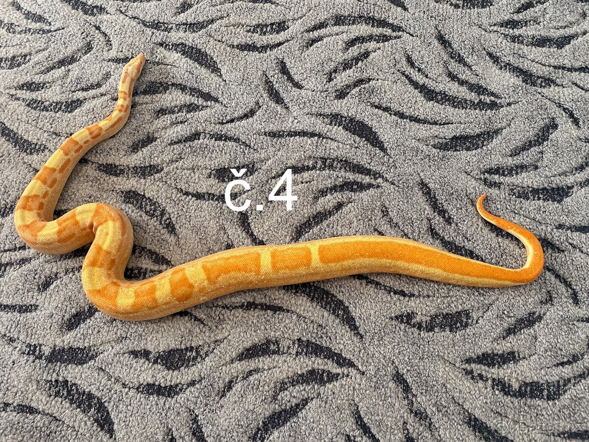 Boa constrictor - Hroznýš královský