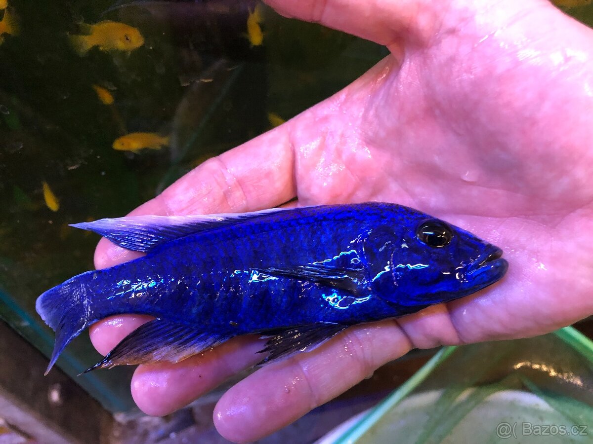 malawi odchovy