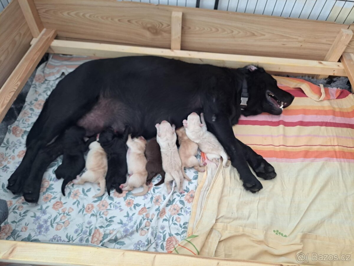 Labradorský retrívr s PP