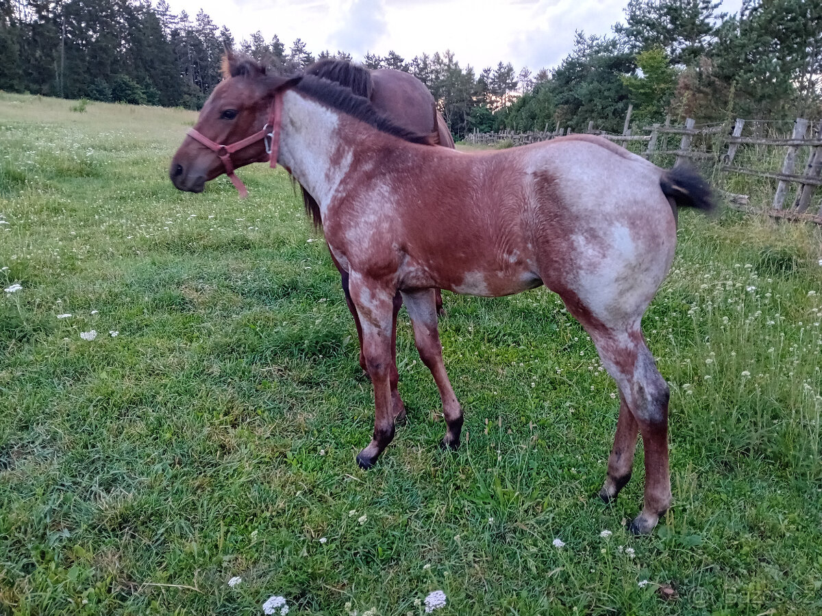 Výcvik jezdců a jízdy na koni.