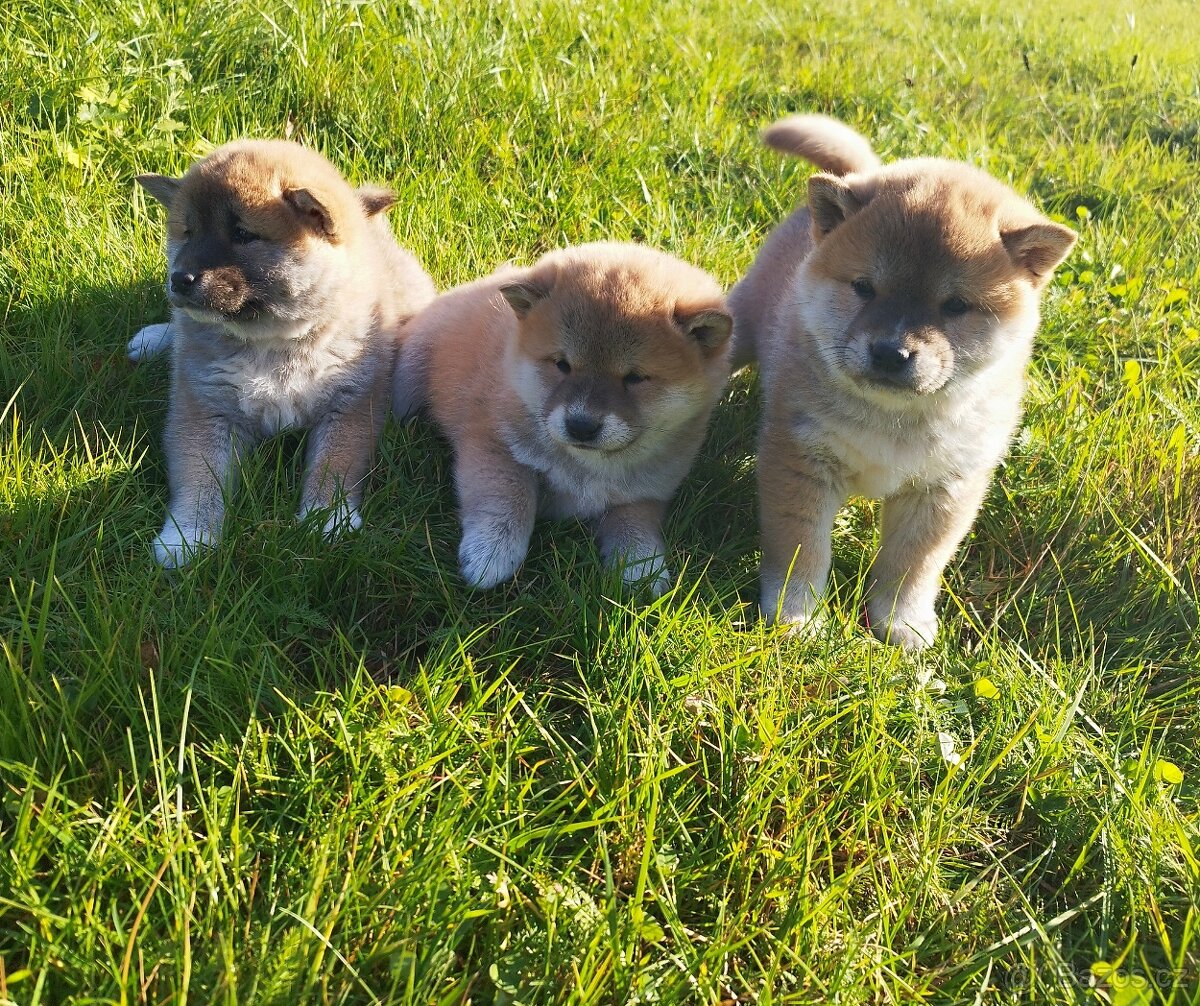 Štěňátka Shiba inu