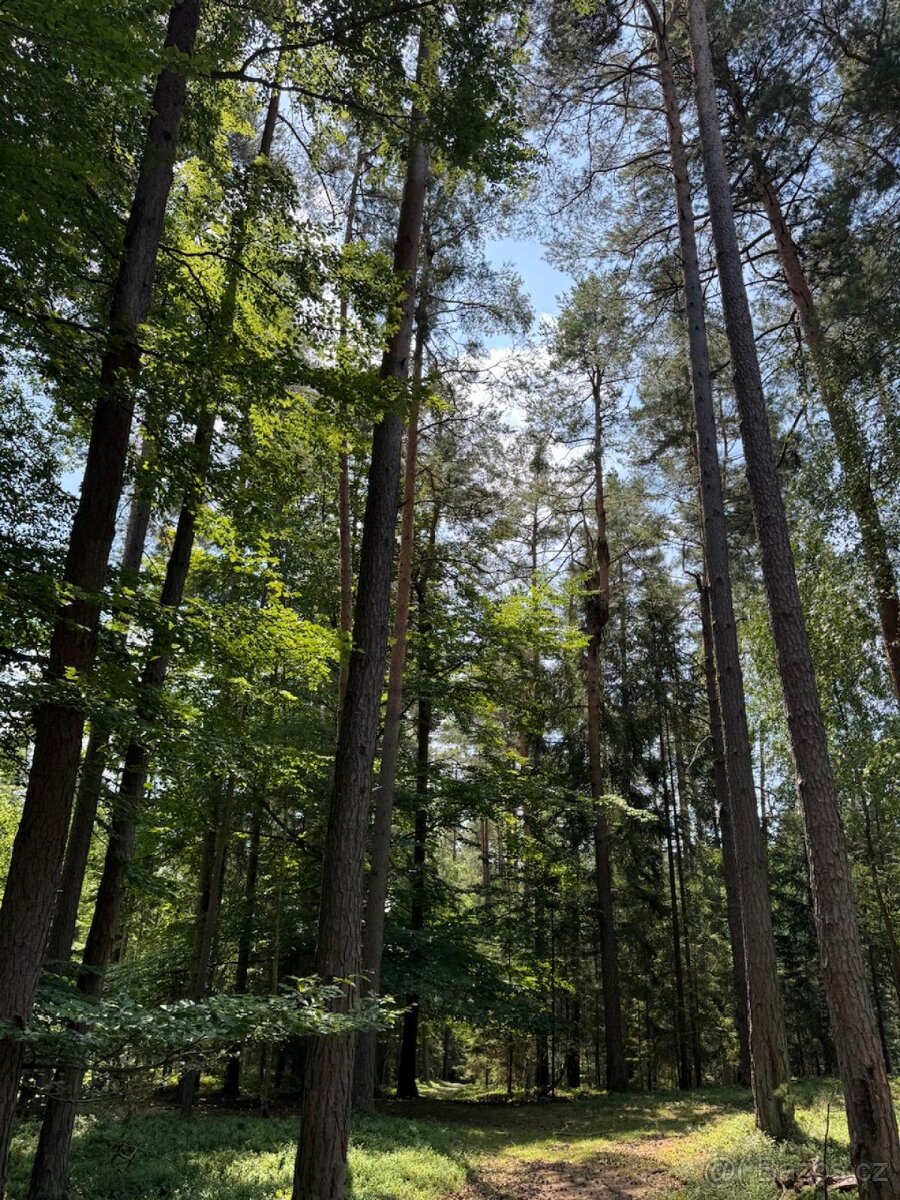 Prodám lesní pozemky v k.ú. Nesměň u Ločenic