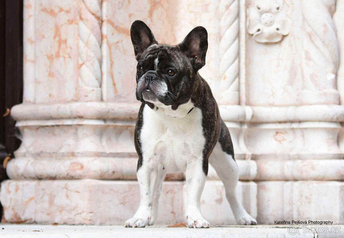 Francouzský buldoček s PP FCI