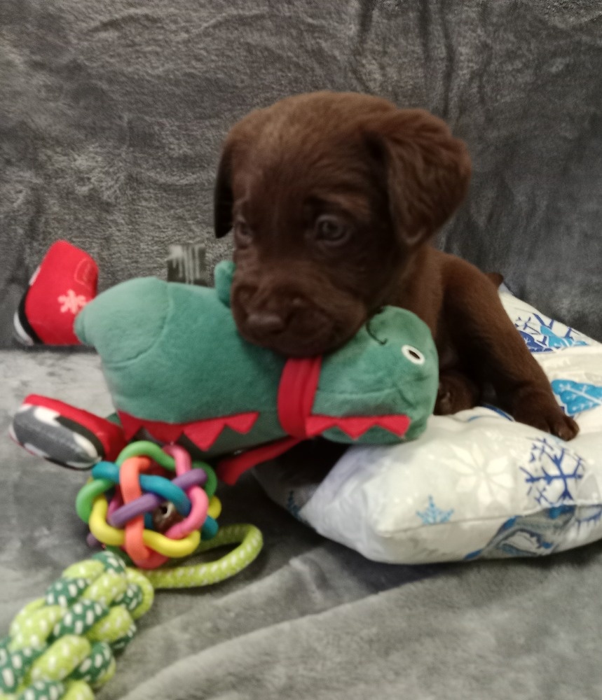 Labradorský retriever s PP tmavě hnědé barvy