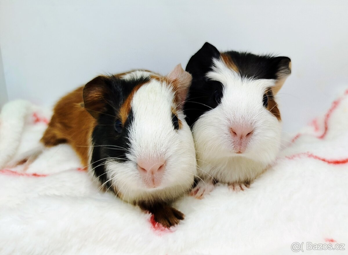 Morče, Morčata, Morčátko - TAMI A TERRY