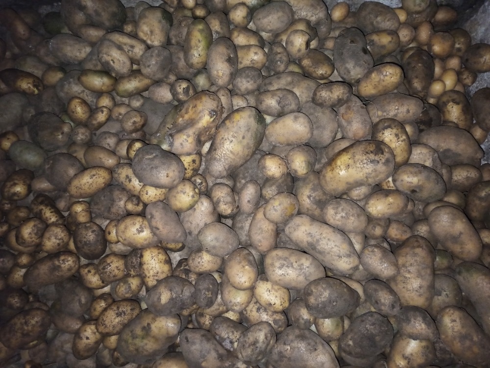 Prodám krmné brambory