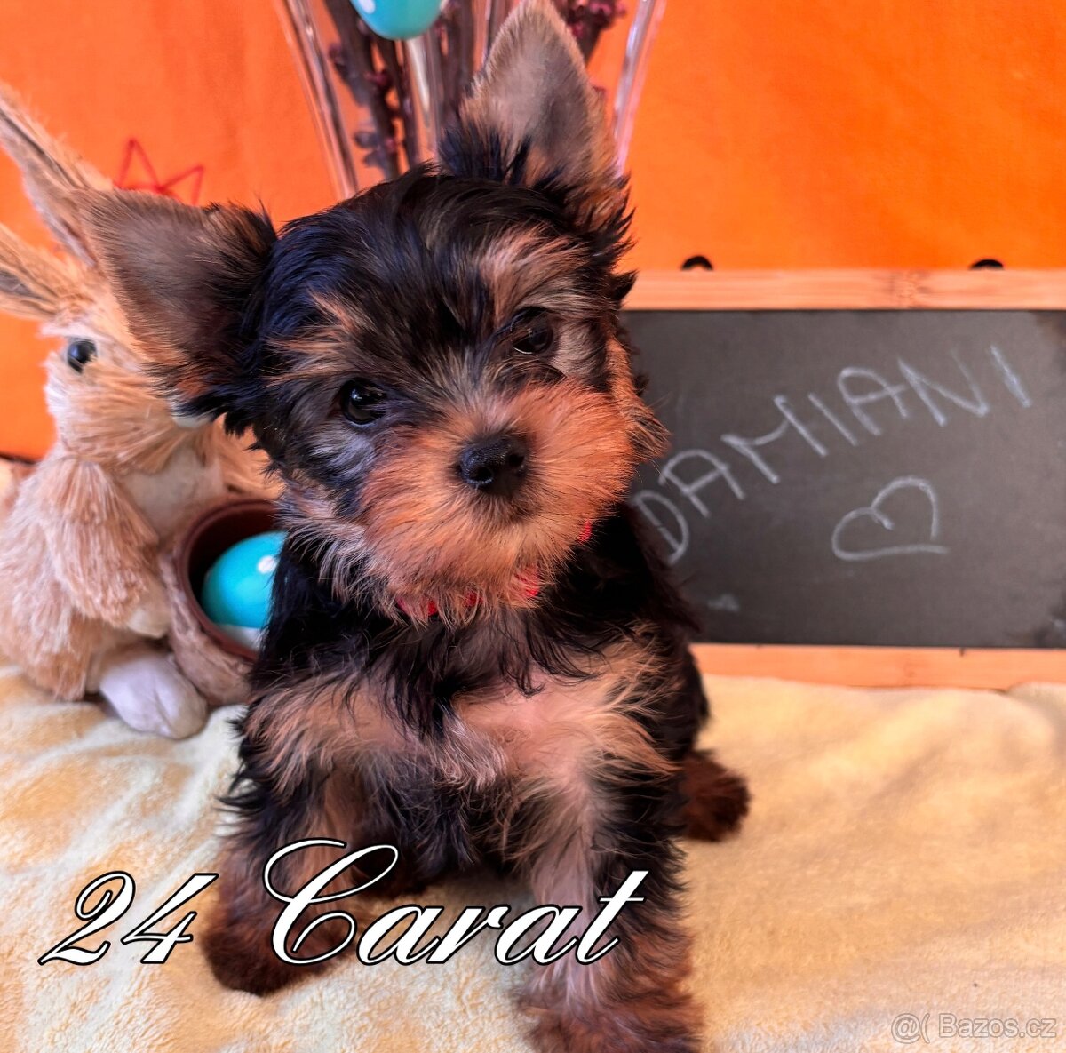 Yorkshire terrier s PP