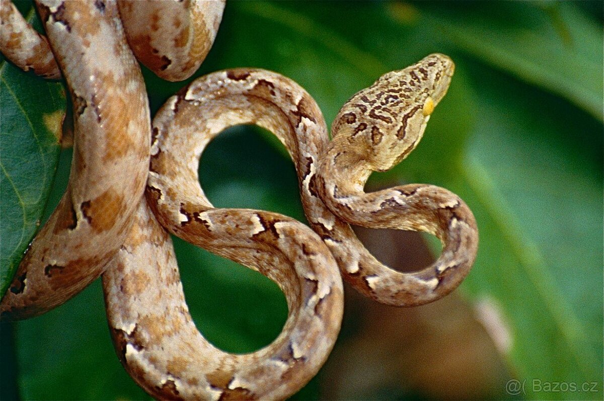 Daruji Corallus hortulanus