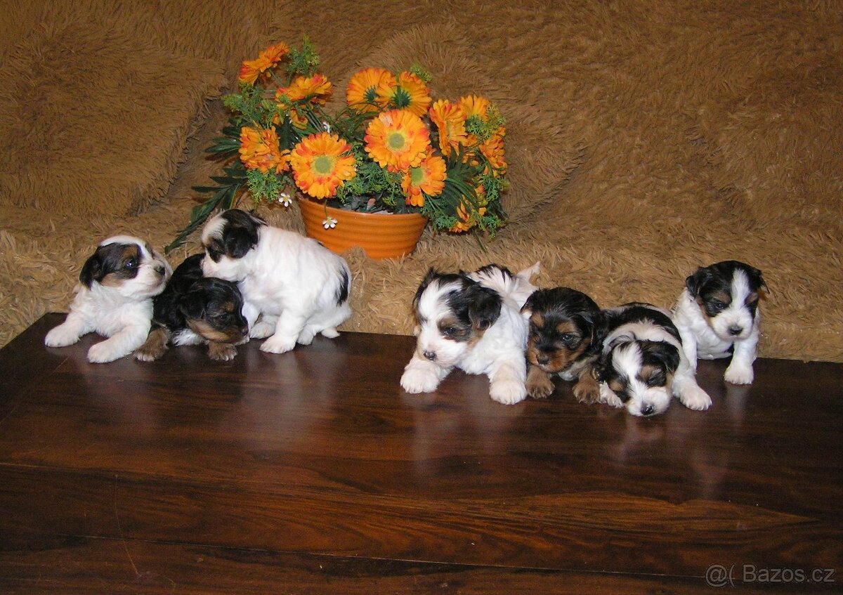 Biewer Yorkshire Terrier - barevný jorkšír