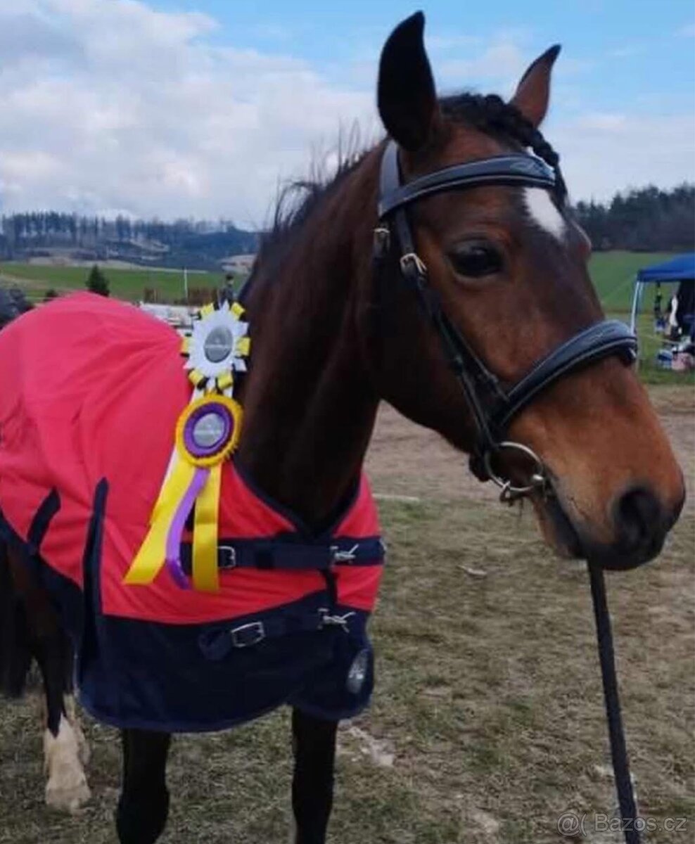 Klisna Pony B