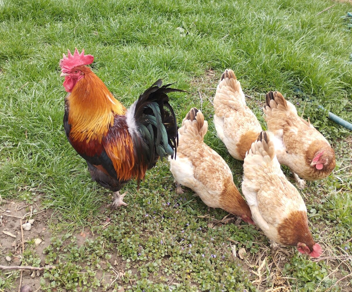 Appenzelsky chocholaci, hedvabnicka, Faverolky, Araucana