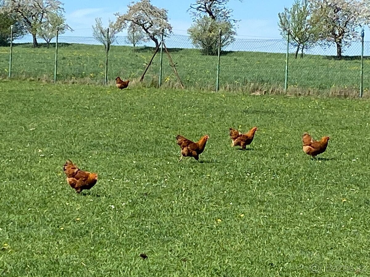 Násadová vejce-Hempšíra,Velsumka,Maranska,Green...