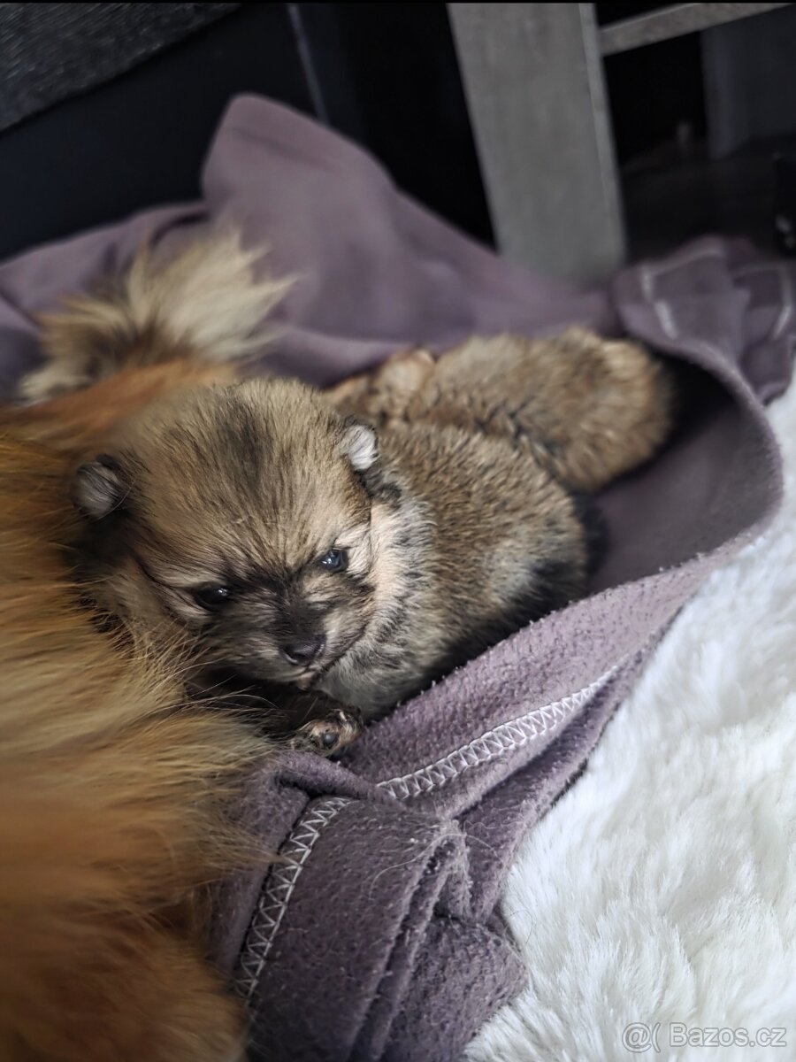 Štěňata pomeraniana