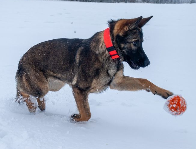 Mlada fenka do aktivni rodiny s PP