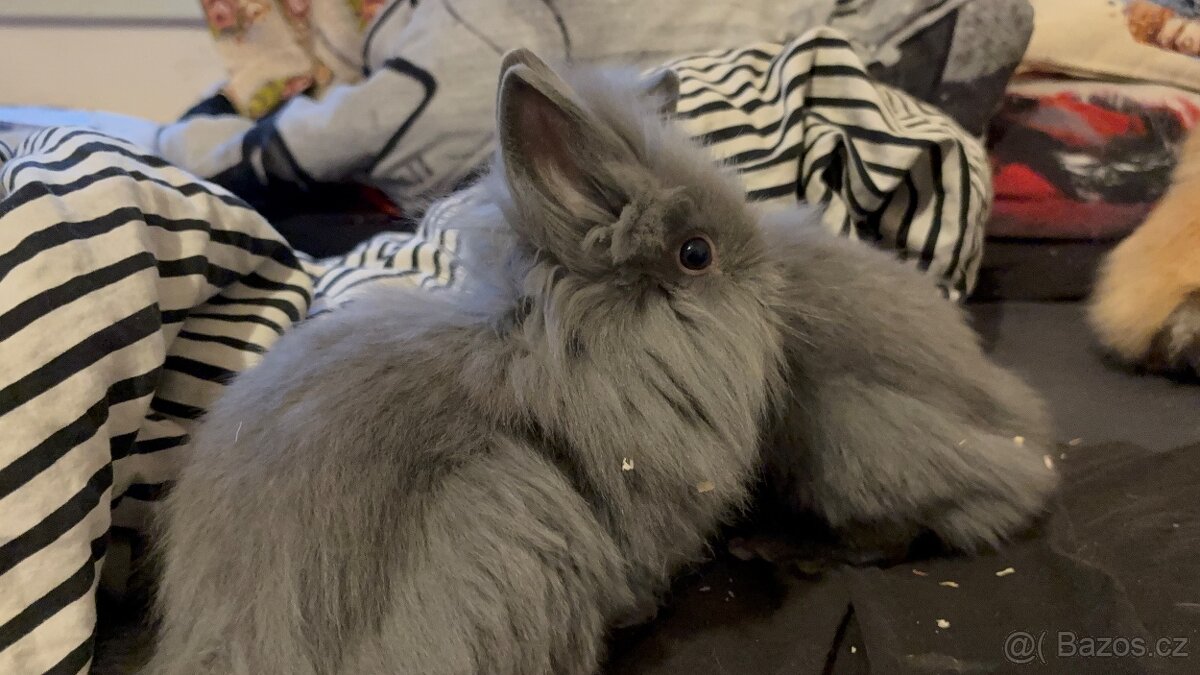 Zakrslý králíček