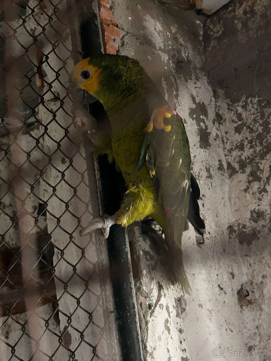 Amazoňan modročelý