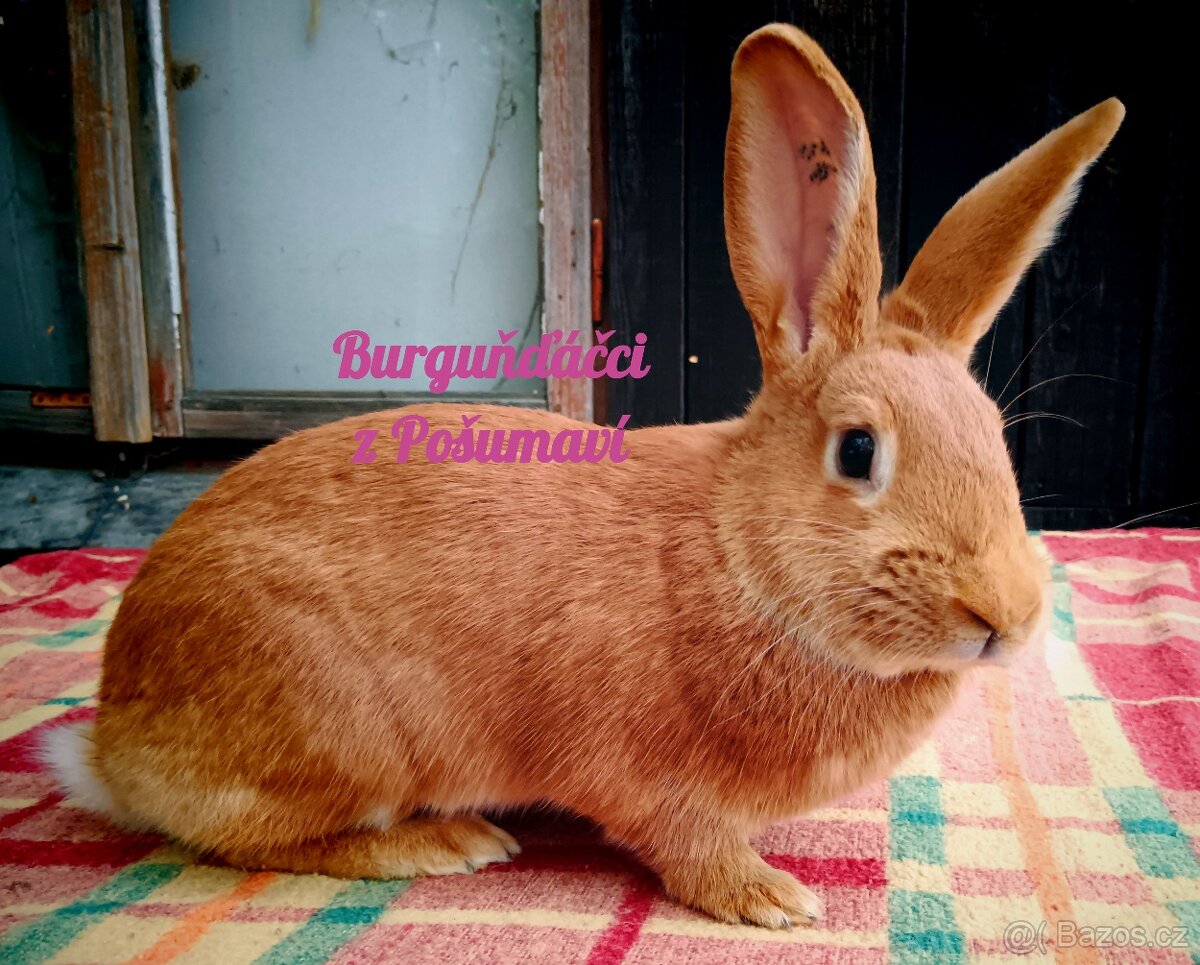BURGUNDSKÝ králík s PP - SAMIČKA zr ⭐️⭐️⭐️