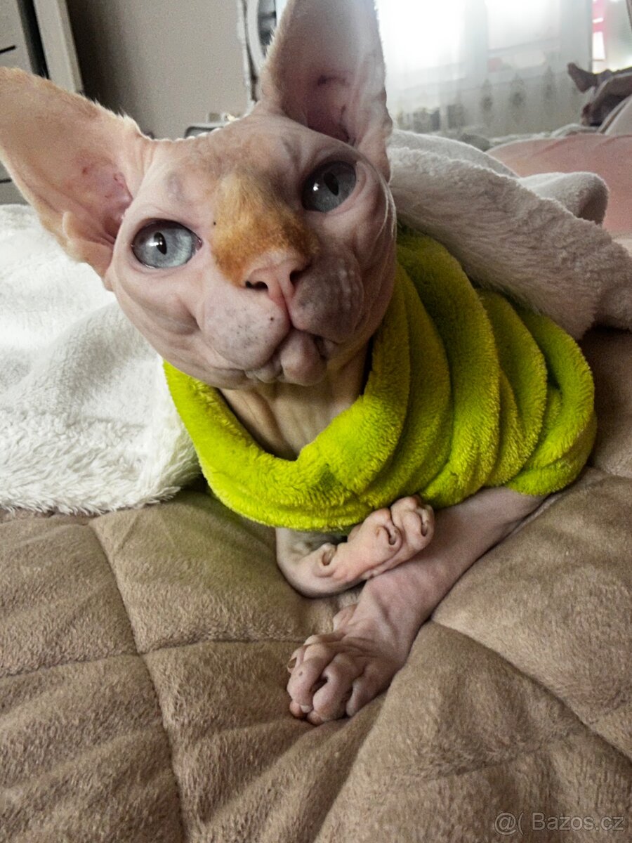 Kanadský sphynx