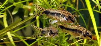 Pancéřníček třískvrnný