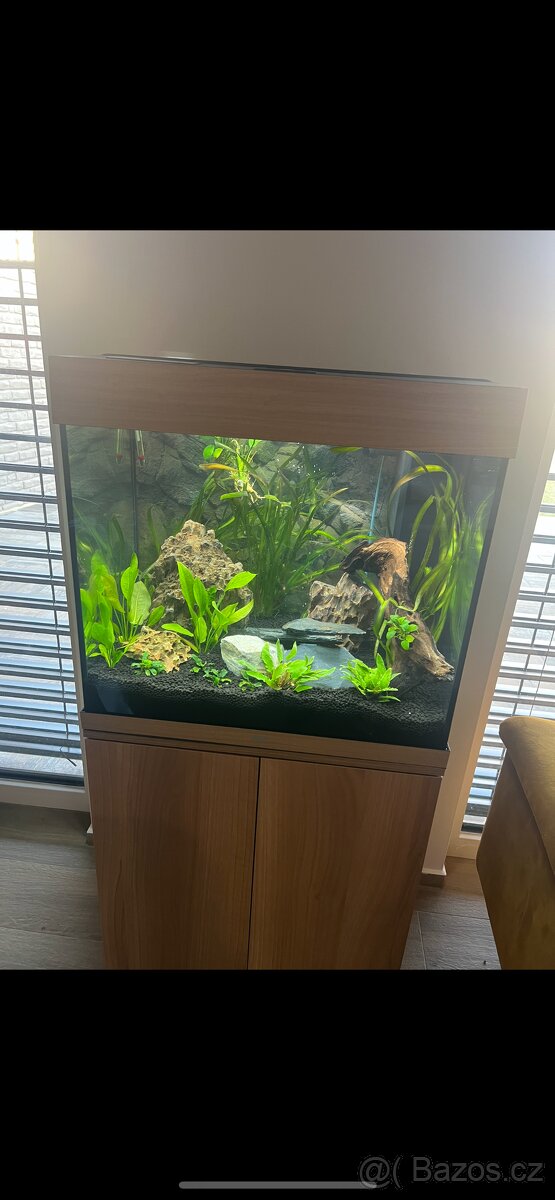 Akvarium Juwel 120l a skrinka dub