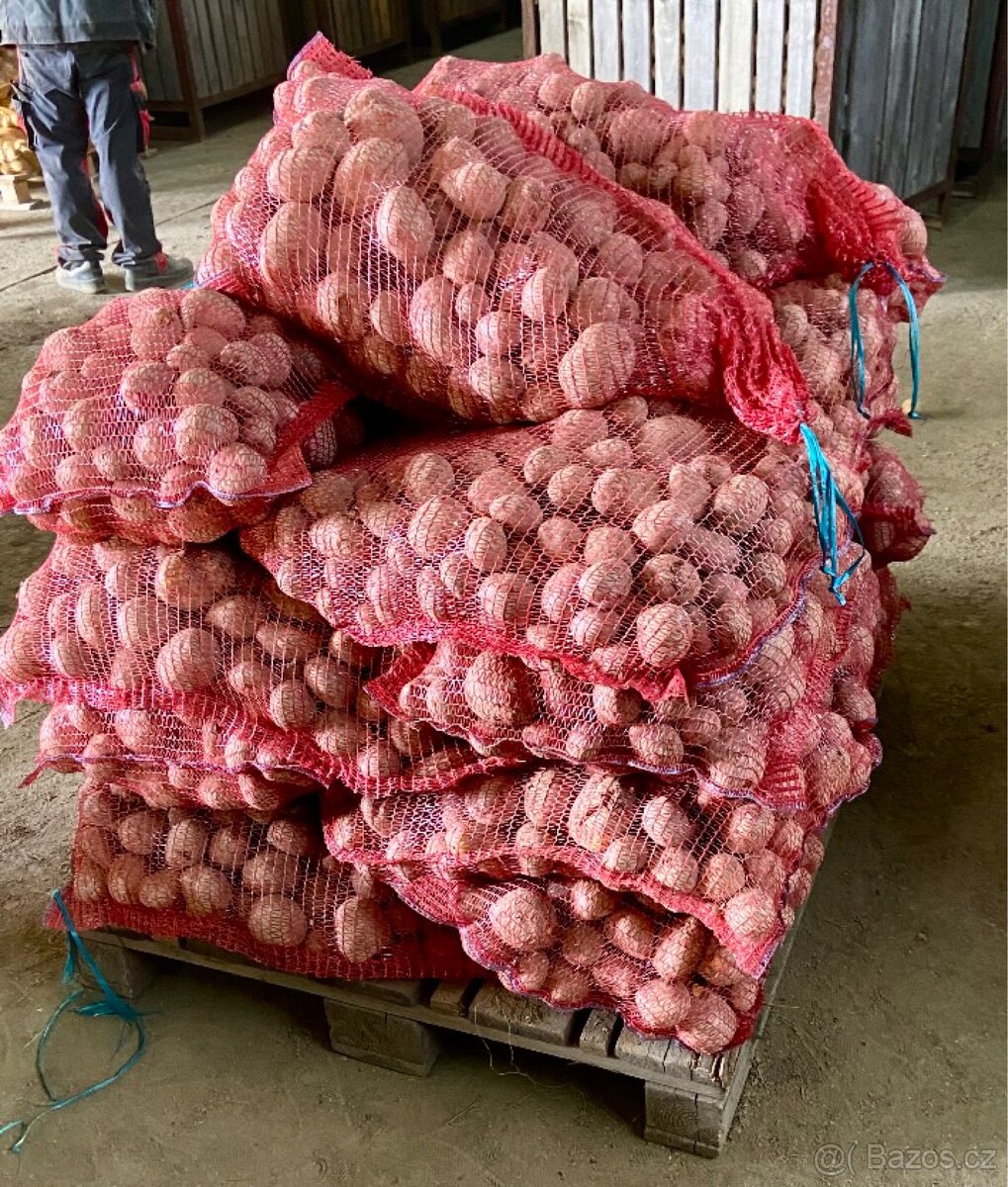 PRODÁME BRAMBORY, konzumní, krmné.