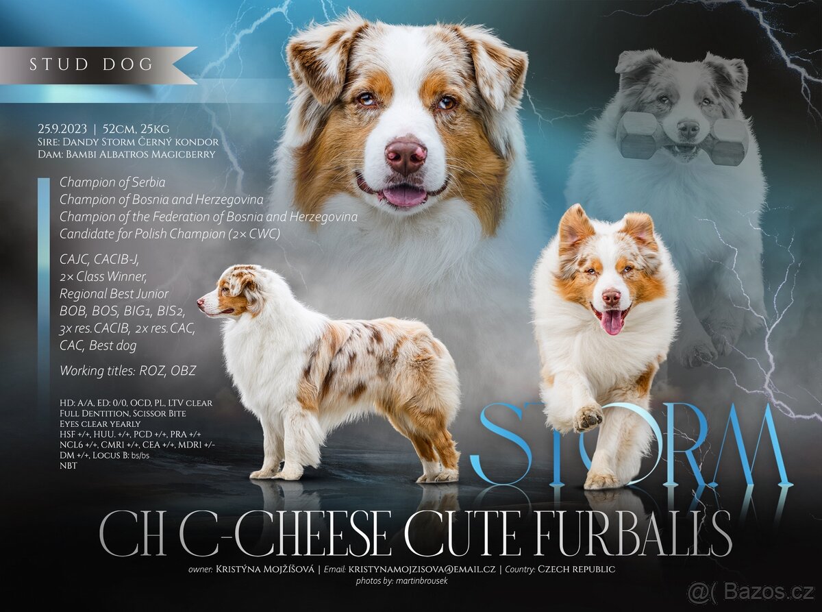 krytí CHOVNÝM PES - australský ovčák s PP