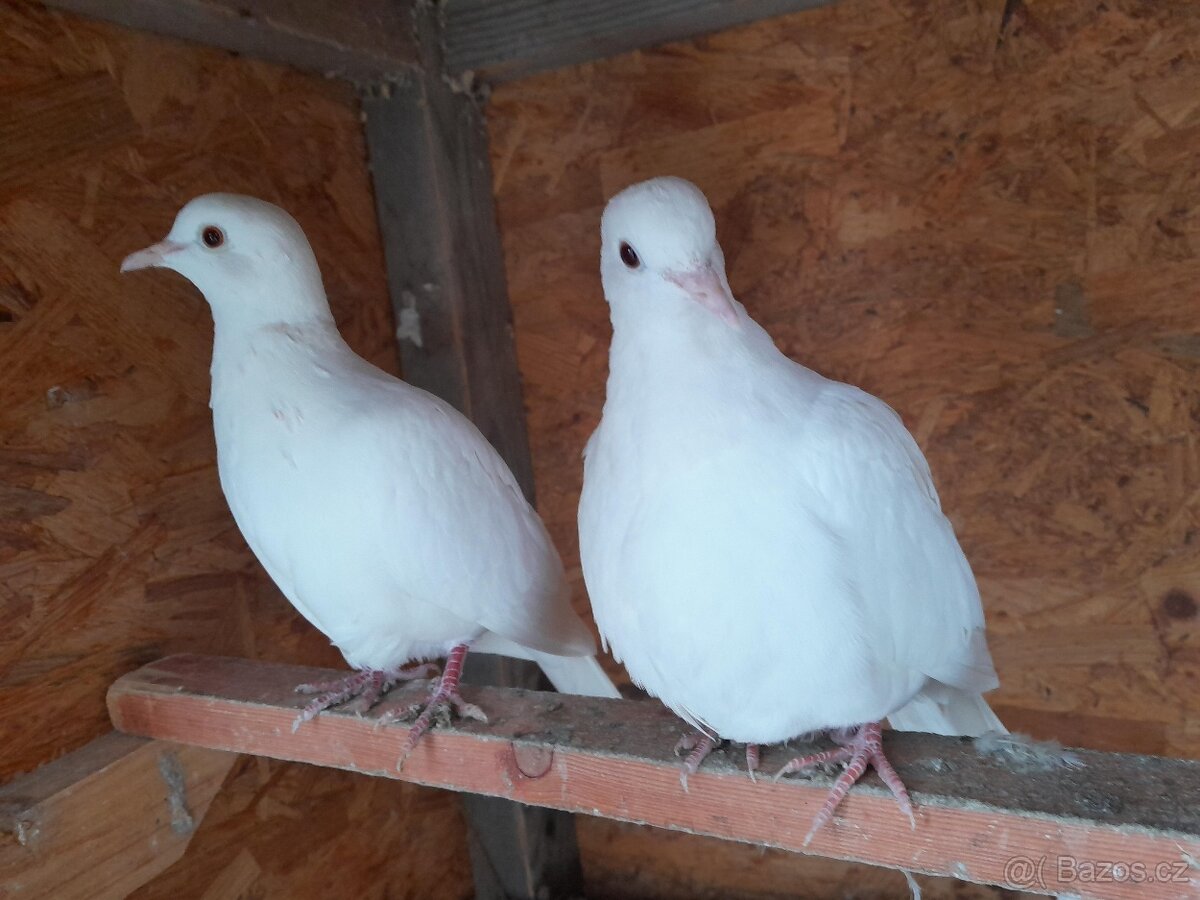 Prodám bílé hrdličky chechtavé