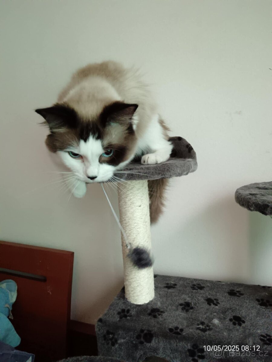 Ragdoll