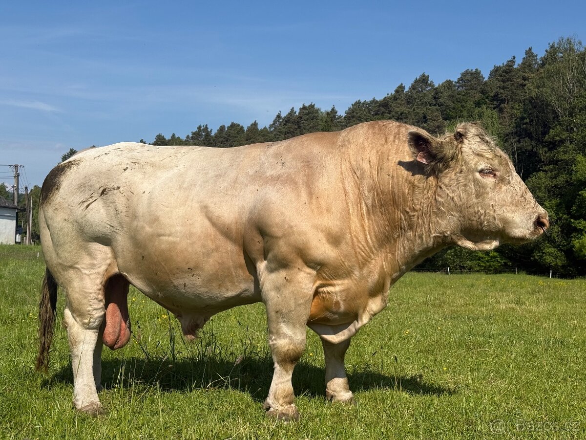 Prodám plemenného býka