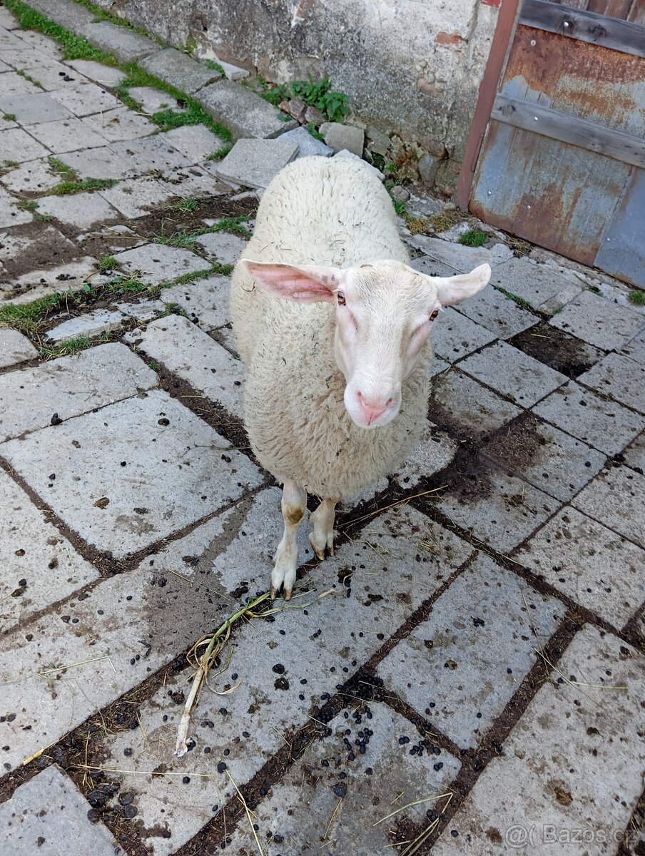 Sekačka na výpas
