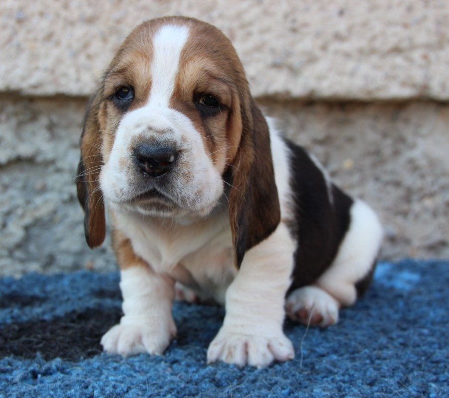 Basset hound - štěňátka s PP po importovaných rodičích