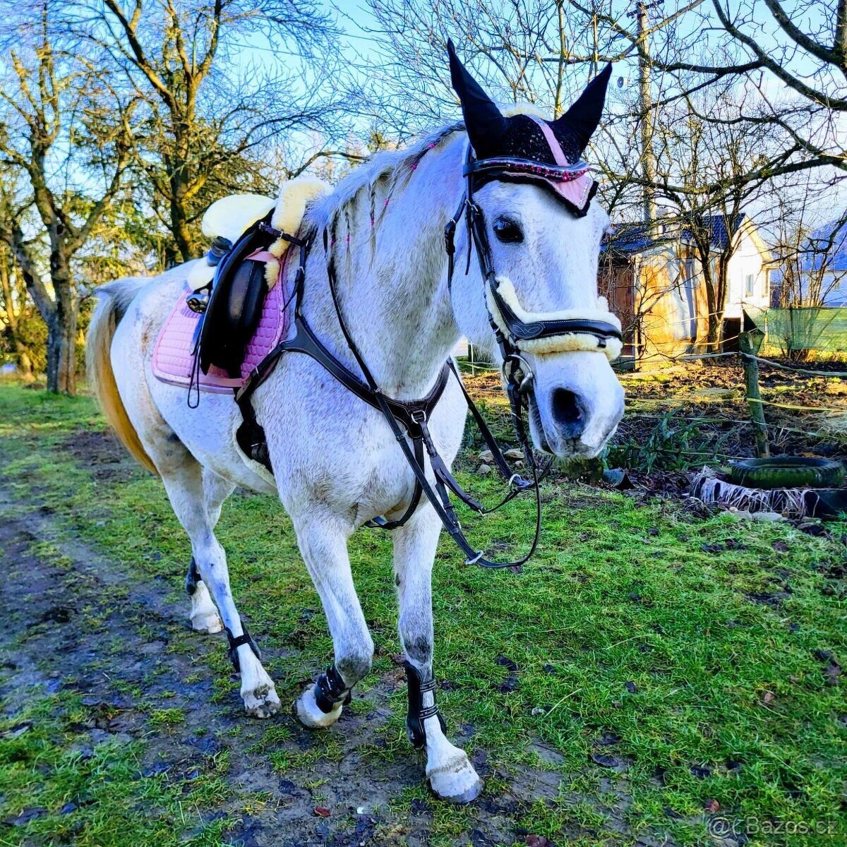 Predám kobylku Shagya Arab má 14r výška 175cm má pás a pôvod