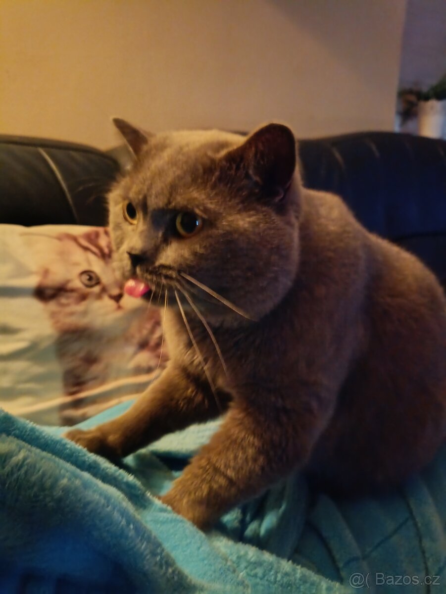 Britský modrý kocour krytí