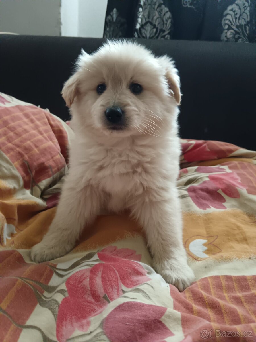 Zlatý retrívr x Labrador