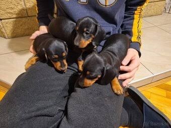 Jezevčík trpasličí hladkosrsty