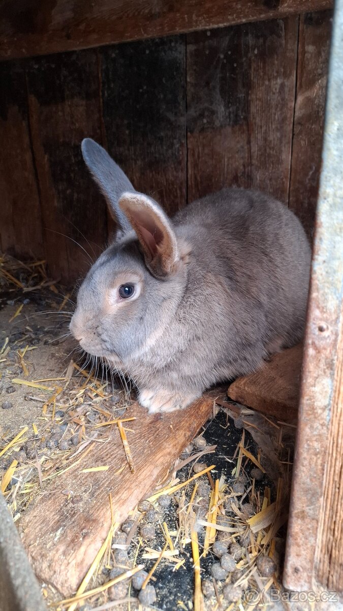 Prodám samce na chov