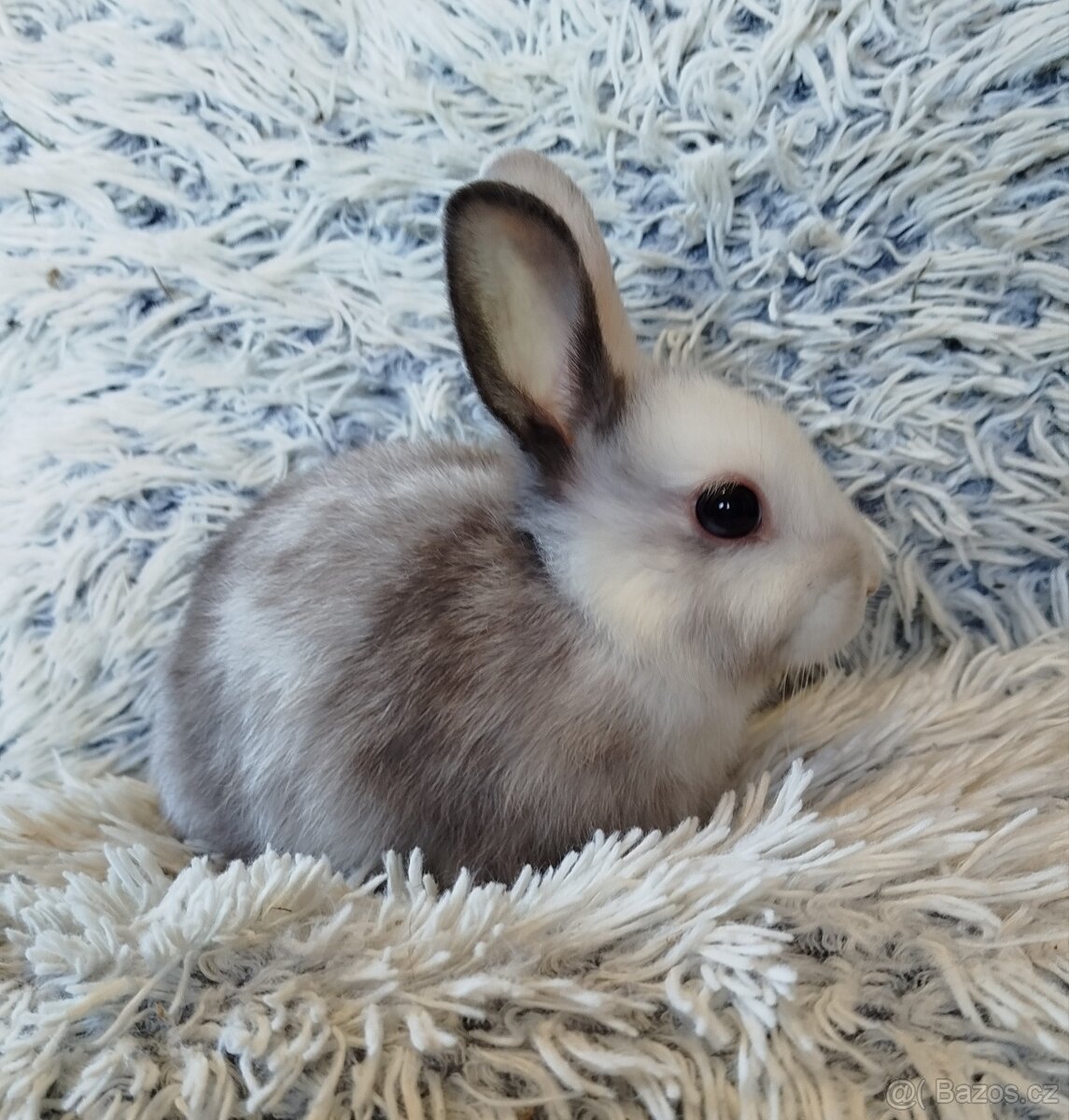 Zakrslý králík