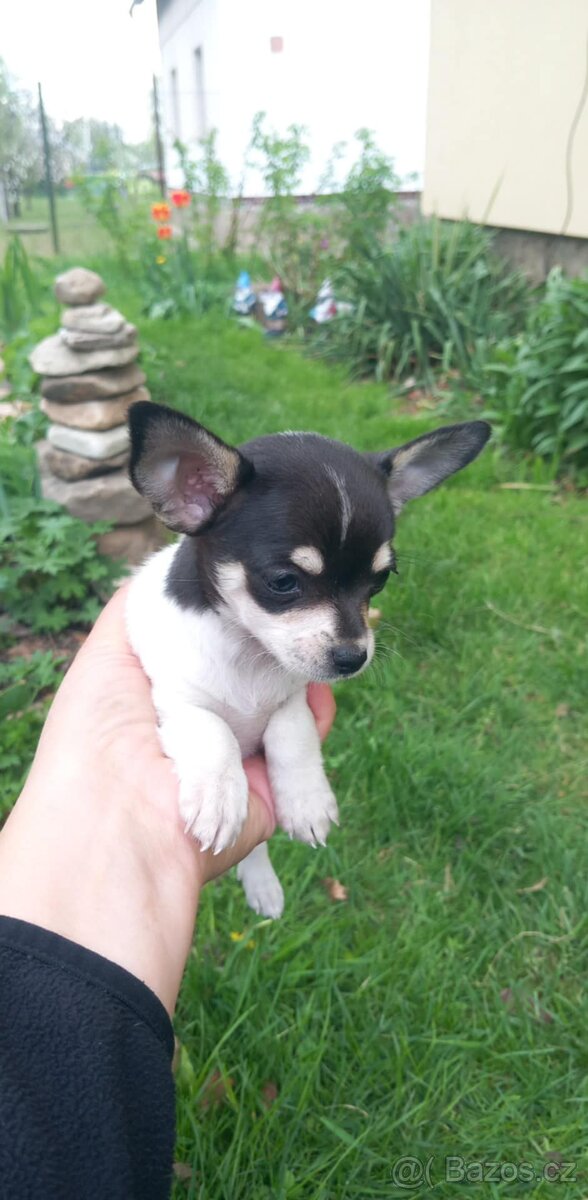 Mini Čivava