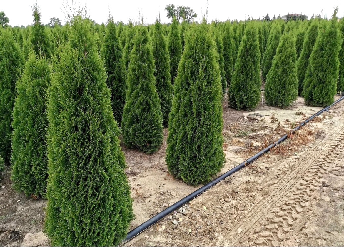 Thuje Thuja Smaragd - rozvoz po celé ČR