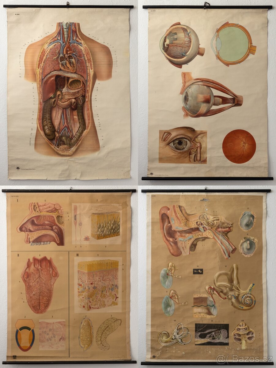 Staré školní plakáty anatomické (různé druhy)