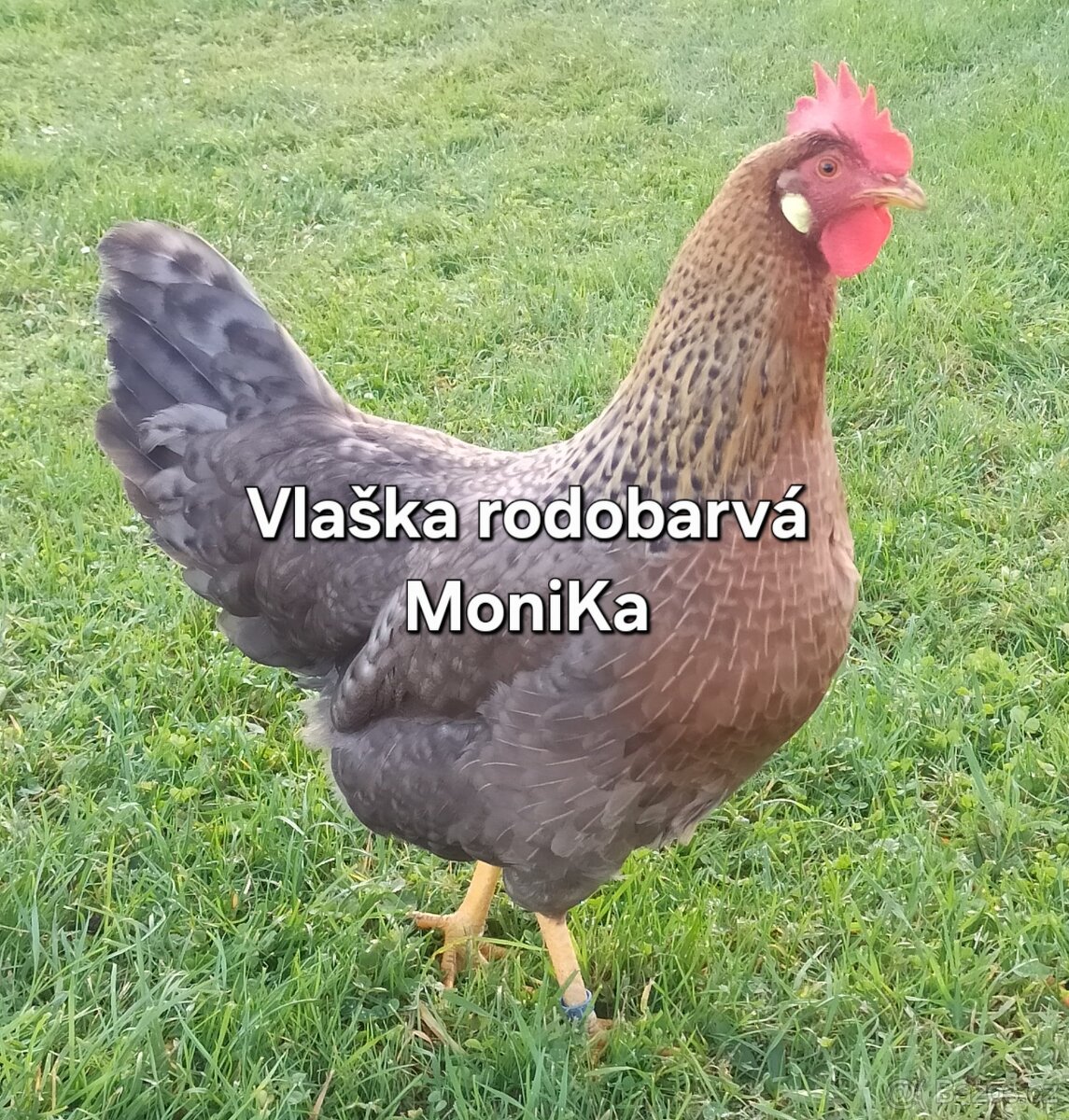 Násadová vajíčka vlaška rodobarvá