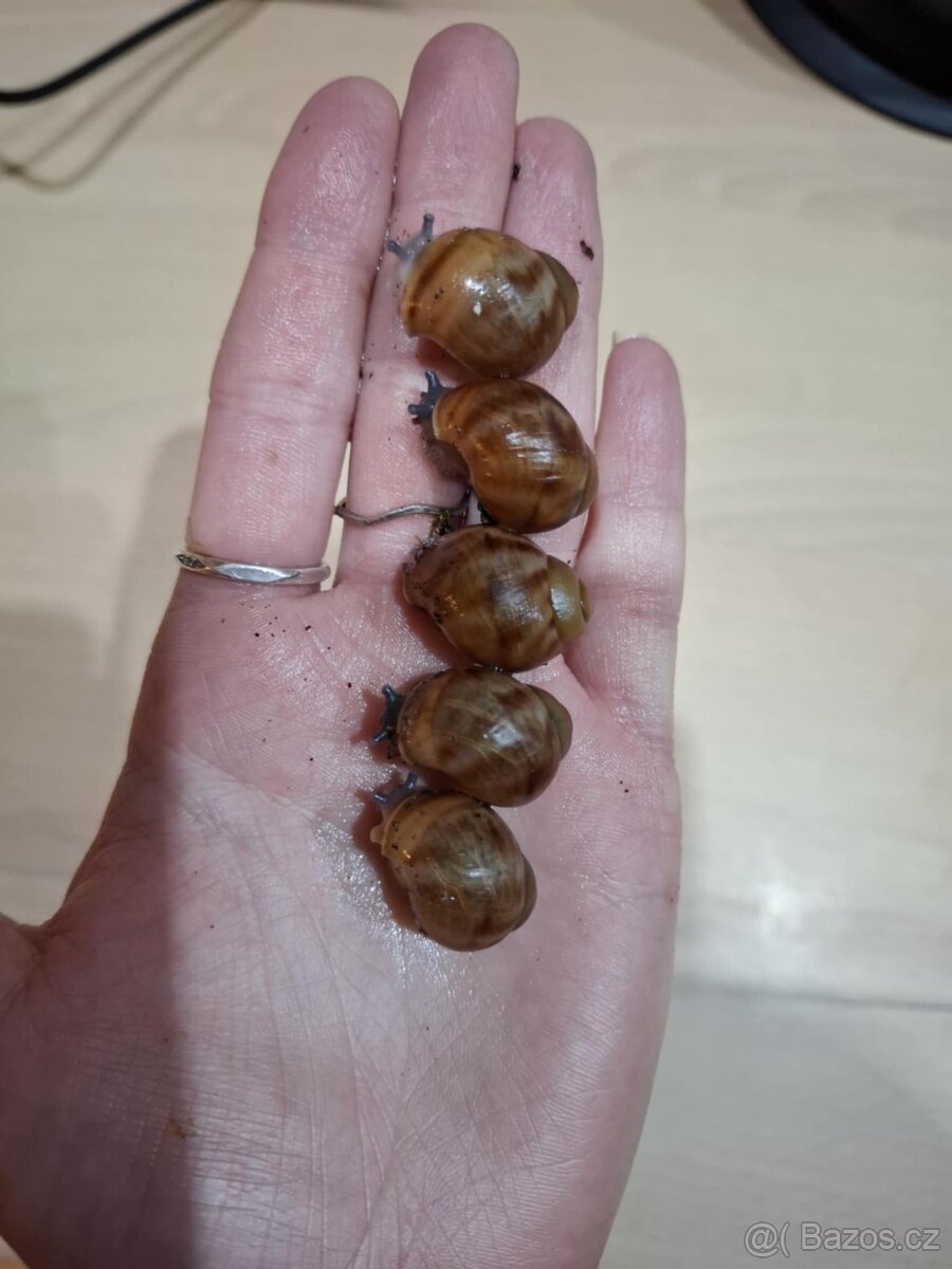 Archachatina-africký šnek