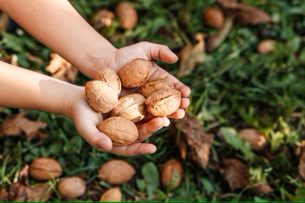 Vlašské ořechy/nelouskané 2025