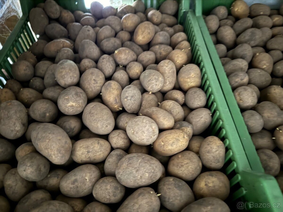 Krmné brambory