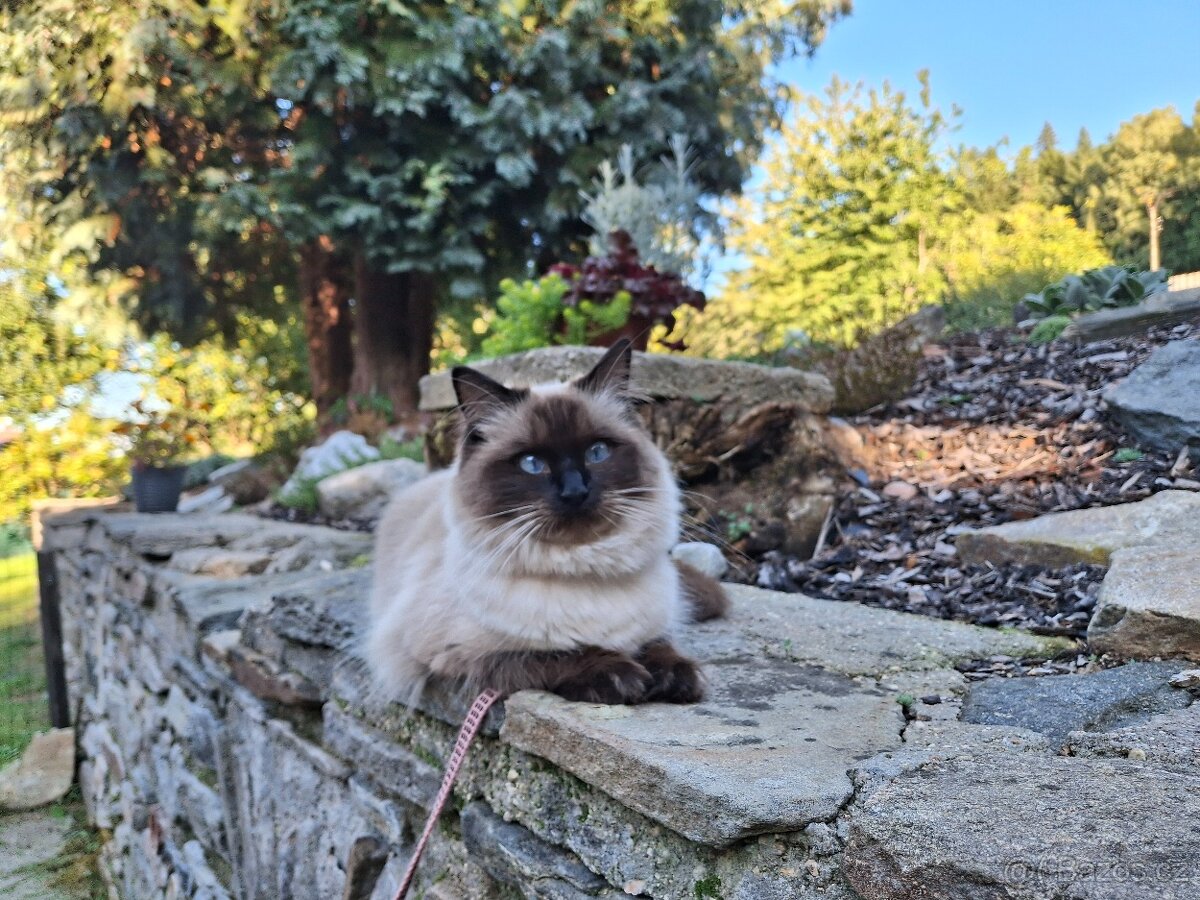 Hledám kocoura Ragdoll ke krytí