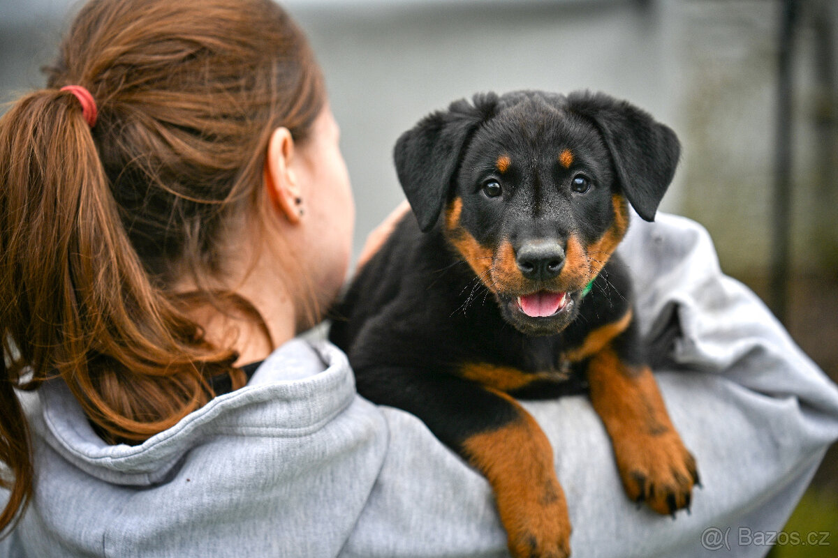 Beauceron štěňata s PP (boseron) – k odběru